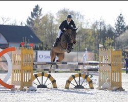 jumper Diorina (Oldenburg show jumper, 2015)