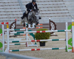 jumper Radihaza Hont (Hungarian Warmblood, 2011, from Cavalier)