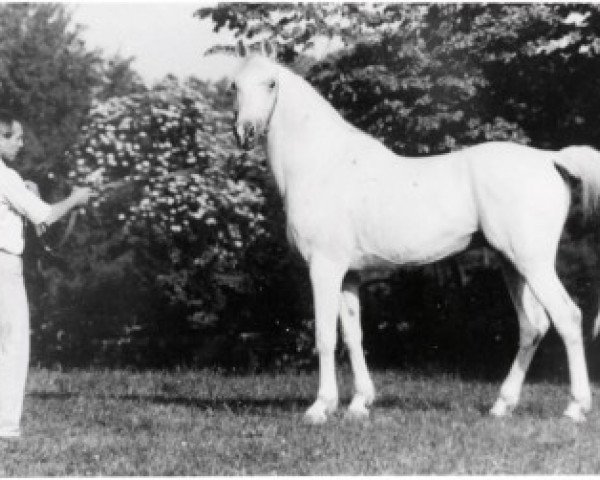 horse Moulouki ox (Arabian thoroughbred, 1969, from Amri ox)