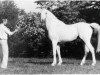 horse Moulouki ox (Arabian thoroughbred, 1969, from Amri ox)