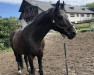 jumper Sir Winston C (Oldenburg show jumper, 2003, from Caretino)