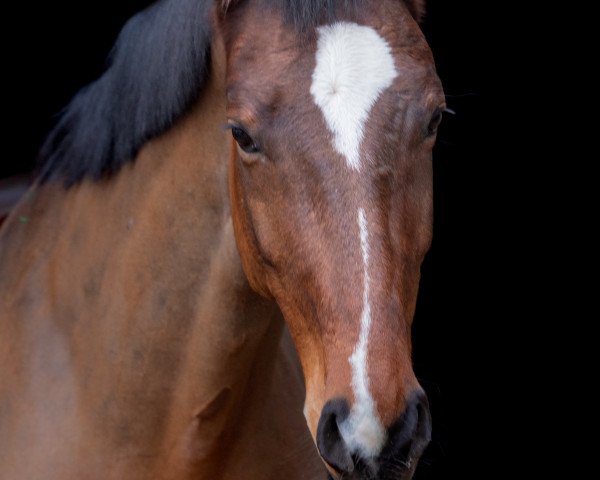 dressage horse San Rubin (Austrian Warmblood, 2010, from Sir Donnerhall I)