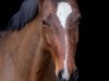 dressage horse San Rubin (Austrian Warmblood, 2010, from Sir Donnerhall I)