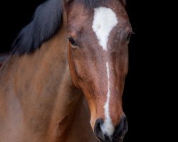 dressage horse San Rubin (Austrian Warmblood, 2010, from Sir Donnerhall I)