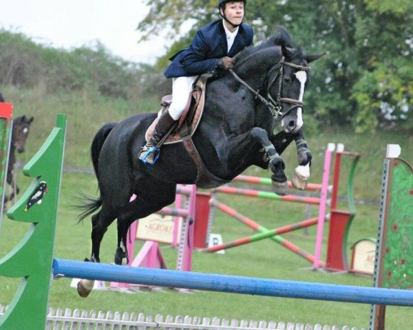 jumper Liderc (Hungarian Warmblood, 2006)