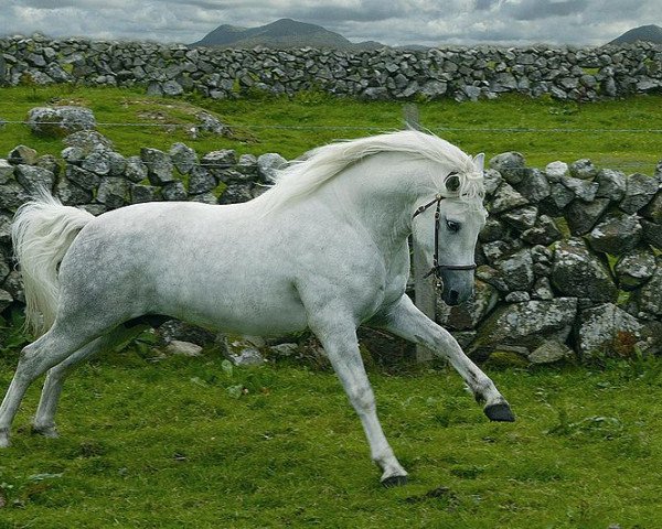 Deckhengst Gentle Dancer (Connemara-Pony, 2001, von Coosheen Thyme)