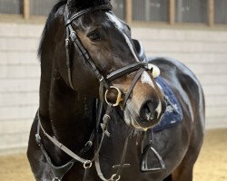 jumper Soleil de Ma Vie (Hanoverian, 2015, from Stolzenberg)