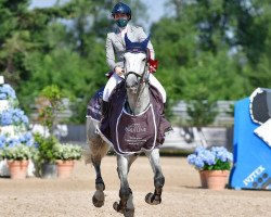 jumper Jiroclavsco Fortuna (KWPN (Royal Dutch Sporthorse), 2014, from Zirocco Blue)