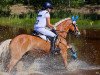 dressage horse Gaylord Nied Voilac (Haflinger, 2016, from Niederalm)