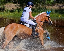 Dressurpferd Gaylord Nied Voilac (Haflinger, 2016, von Niederalm)