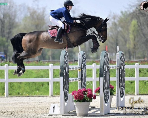jumper VDL Gisupardie (KWPN (Royal Dutch Sporthorse), 2011, from VDL Cardento 933)