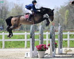 jumper VDL Gisupardie (KWPN (Royal Dutch Sporthorse), 2011, from VDL Cardento 933)