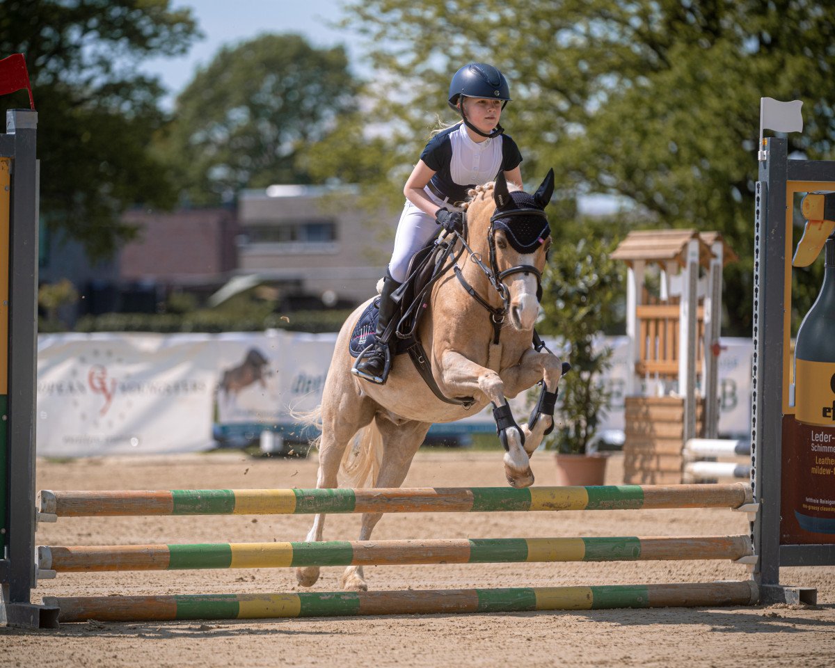 jumper Simba 201 (Welsh-Pony (Section B), 2002, from Wooling's Lancelot)