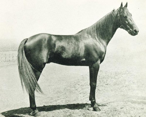 stallion Illustre Hanover (Nl) (Traber, 1941, from Brother Hanover (US))