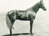 stallion Illustre Hanover (Nl) (Traber, 1941, from Brother Hanover (US))