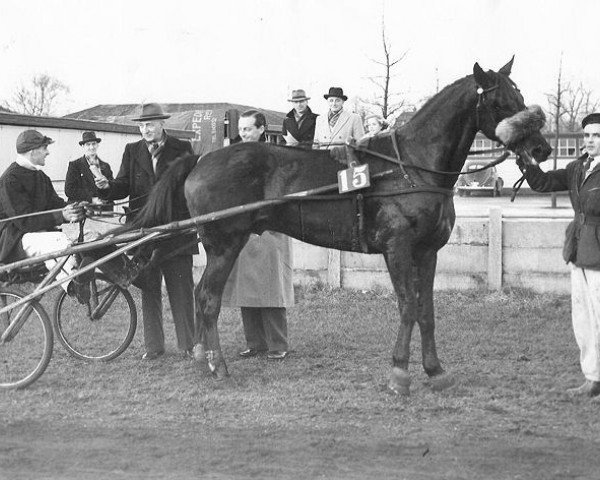 stallion Norton Williams (NL) (Traber, 1946, from Parisien (FR))