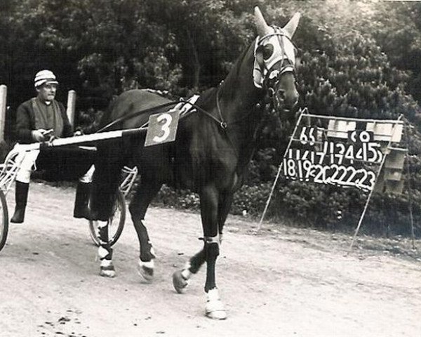 Deckhengst Young Six (Traber, 1957, von Double Six M (FR))