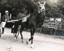 stallion Young Six (Traber, 1957, from Double Six M (FR))