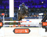 jumper Daytona Della Caccia (Italian Warmblood, 2013, from Diamant de Semilly)