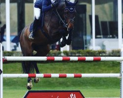 jumper No Limit Ot Paddocks Z (Zangersheide riding horse, 2007, from Numero Uno)