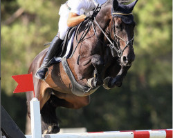 jumper Centennial Paardesm Z (Zangersheide riding horse, 2007, from Cadence van't Gelutt Z)