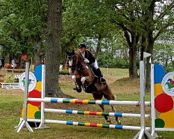 jumper Nancho's Nemo (German Riding Pony, 2012, from Heidbergs Nancho Nova)