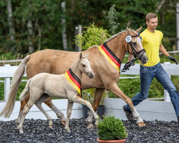 Dressurpferd Lausemaus (Deutsches Reitpony, 2021, von Golden Grey NRW)