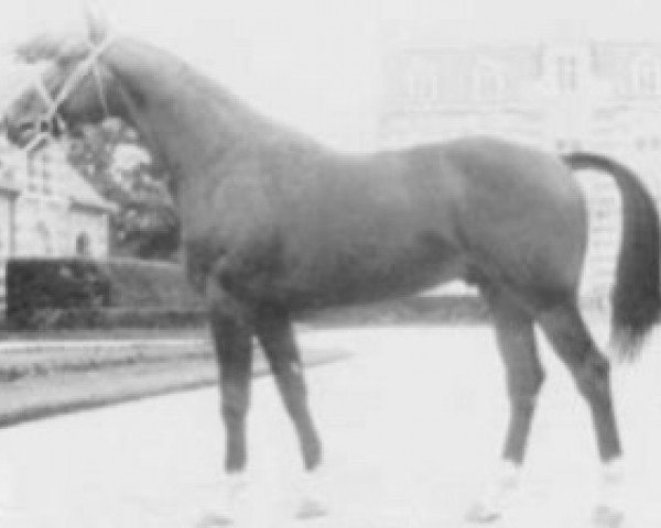 stallion Fragonard B (Selle Français, 1971, from Surioso)