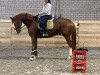 dressage horse Sonic 33 (Hanoverian, 2018, from Secret)