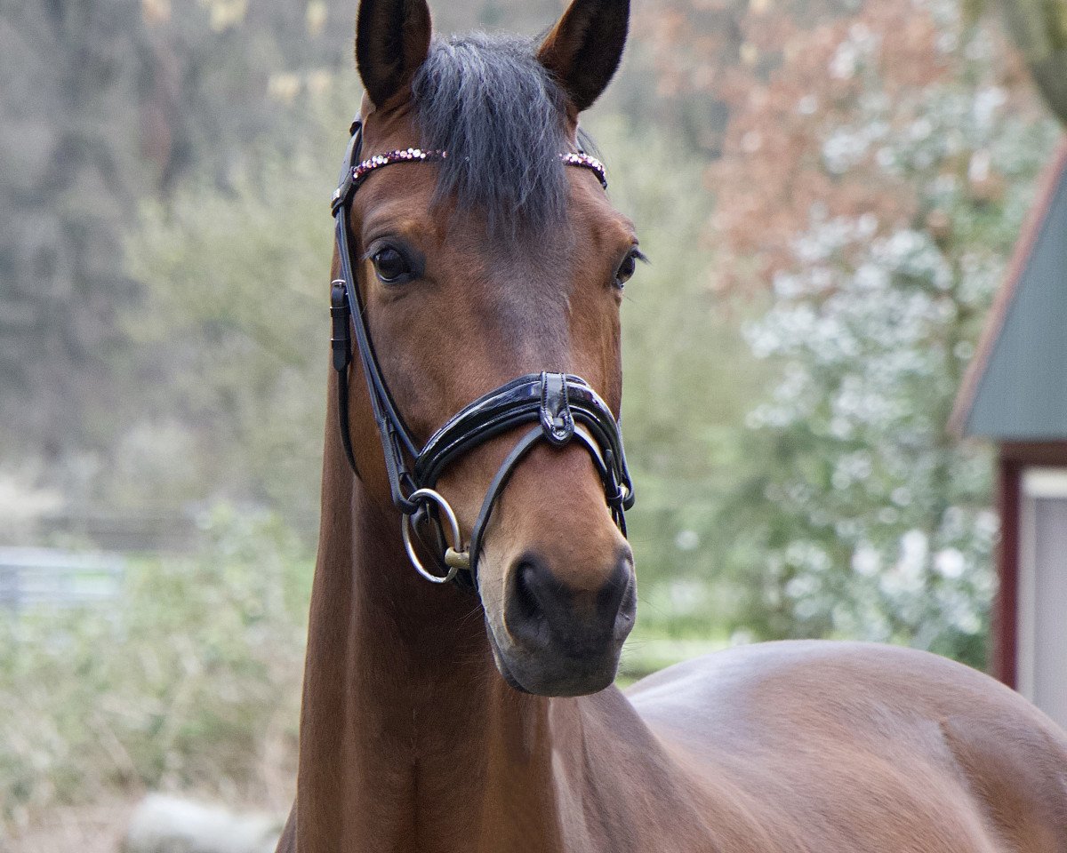 dressage horse Avignon le sympathique (Rhinelander, 2014, from Ampère)