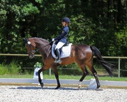 dressage horse Fiona M 2 (Hannoveraner, 2007, from For Edition)