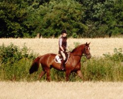 dressage horse Bendix (Oldenburg, 2010, from Bonifatius)