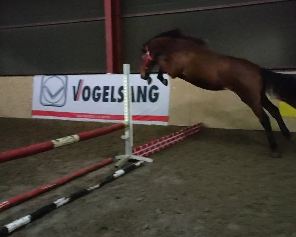 jumper Hengst von Carleyle / Chaccato (Oldenburg show jumper, 2022, from Carleyle)