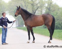 Springpferd Songe de Toscane (Selle Français, 2006, von Indoctro)