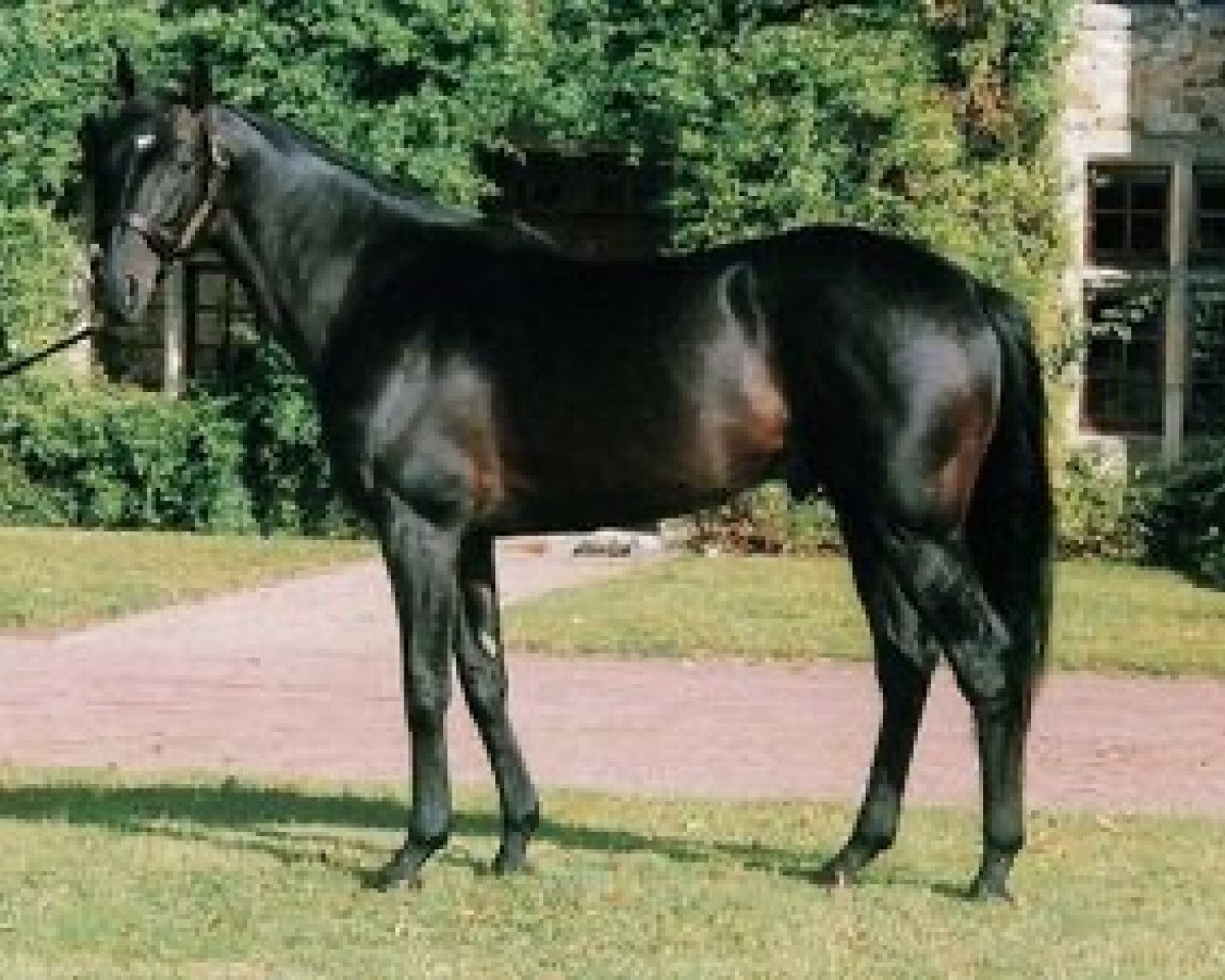 stallion Marchand de Sable xx (Thoroughbred, 1990, from Theatrical xx)