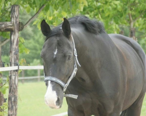 dressage horse Satchmo (Rhinelander, 2005, from Stedinger)