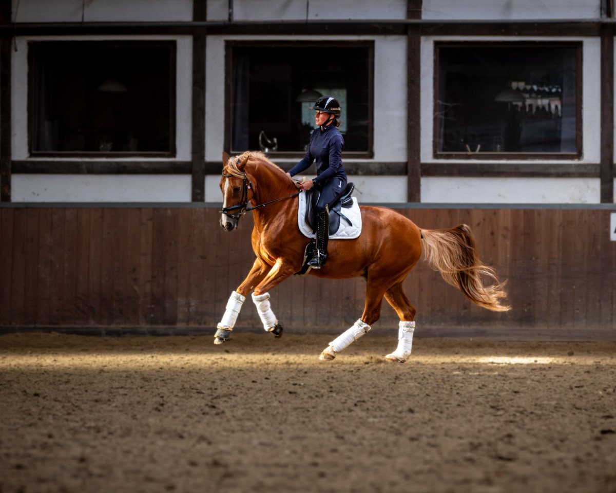 dressage horse Napoleon Bonaparte 7 (German Riding Pony, 2016, from Fs Numero Uno)