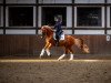 dressage horse Napoleon Bonaparte 7 (German Riding Pony, 2016, from Fs Numero Uno)