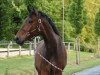 dressage horse Franklin goes to Hollywood (KWPN (Royal Dutch Sporthorse), 2016, from Franklin)