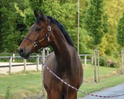 dressage horse Franklin goes to Hollywood (KWPN (Royal Dutch Sporthorse), 2016, from Franklin)