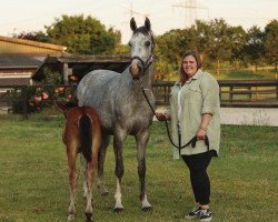 broodmare Cést Lotti du ciel AB (Westphalian, 2019, from Cristallo I)