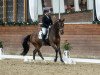 dressage horse Sir Rock Amour (Westphalian, 2017, from Sir Heinrich OLD)