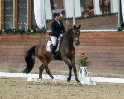 dressage horse Sir Rock Amour (Westphalian, 2017, from Sir Heinrich OLD)