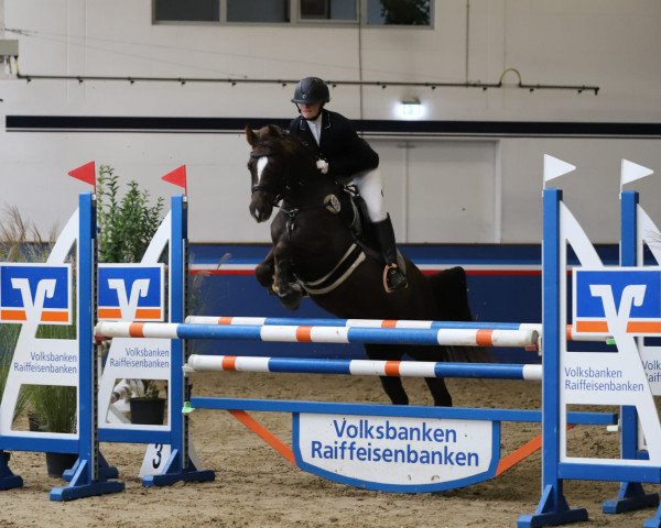 Springpferd Starpower Tila (Deutsches Reitpony, 2014, von Carnuet)