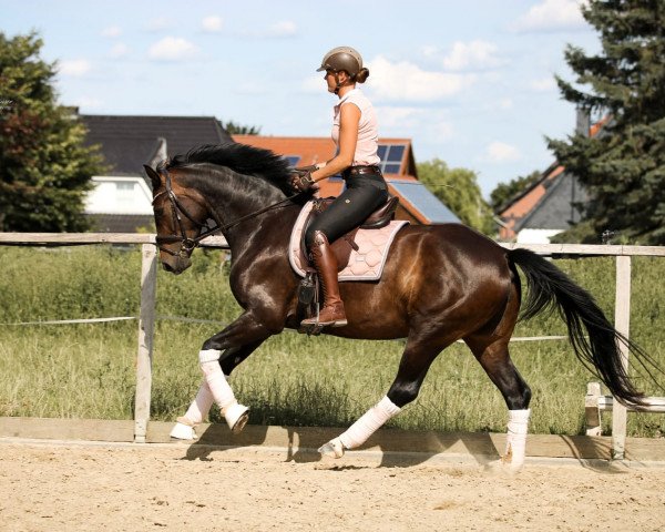 dressage horse Smeralda 7 (Hanoverian, 2019, from Secret)