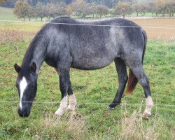 Pferd Sita De Troja (Criollo, 2019)