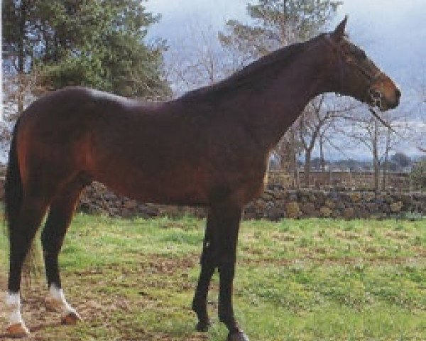 stallion Sonniende AA (Anglo-Arabs, 1991, from Fatti Furbo AA)