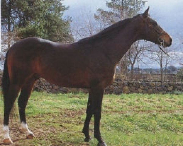 Deckhengst Sonniende AA (Anglo-Araber, 1991, von Fatti Furbo AA)