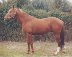 stallion Fatti Furbo AA (Anglo-Arabs, 1981, from Medar ox)