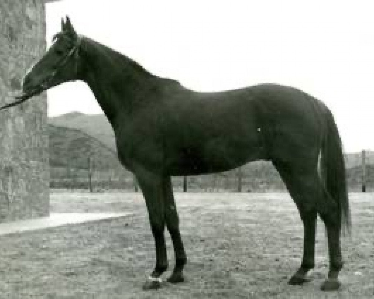 stallion Medar ox (Arabian purebred, 1961, from Gosse du Bearn 1954 ox)
